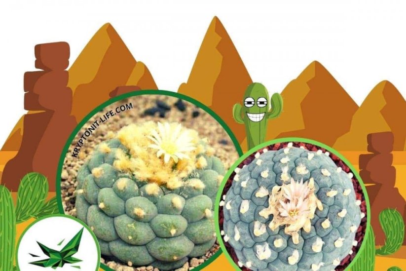 Sada na pěstování kaktusu - Fricii - Lophophora fricii