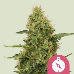 Northern Light – Feminized Cannabis Seeds