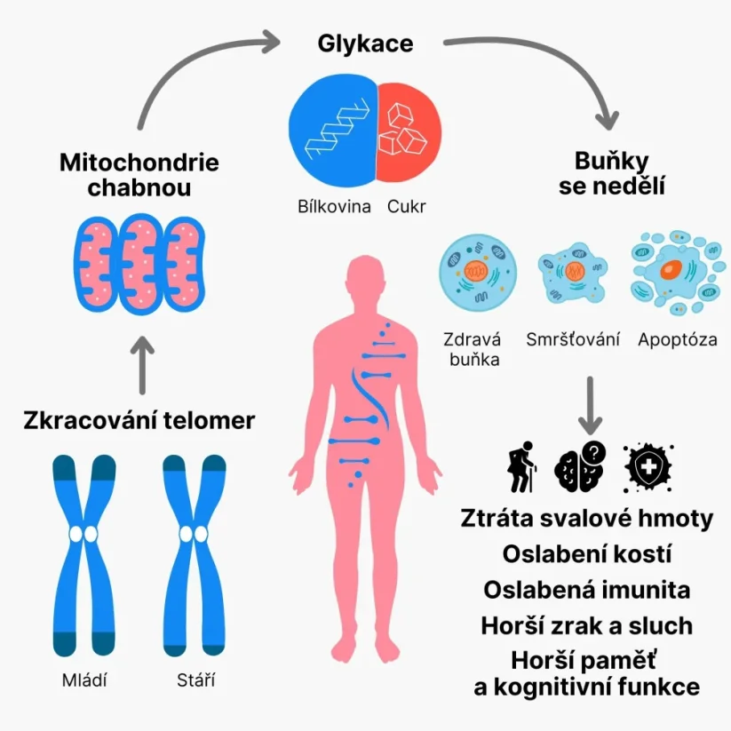 BrainMax Anti-Age Carnosine Complex | Complexe de carnosine pour énergie, cerveau & cœur – 60 gélules