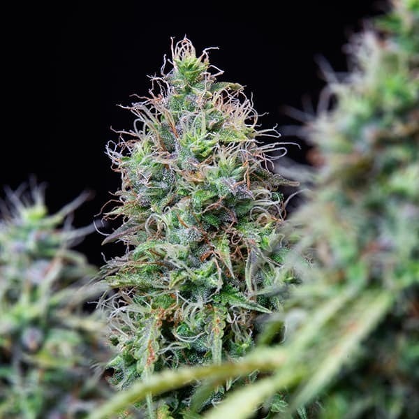 Amnesia Haze Auto – Autoflowering Cannabis Seeds