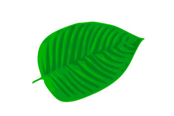 Mitragyna parvifolia