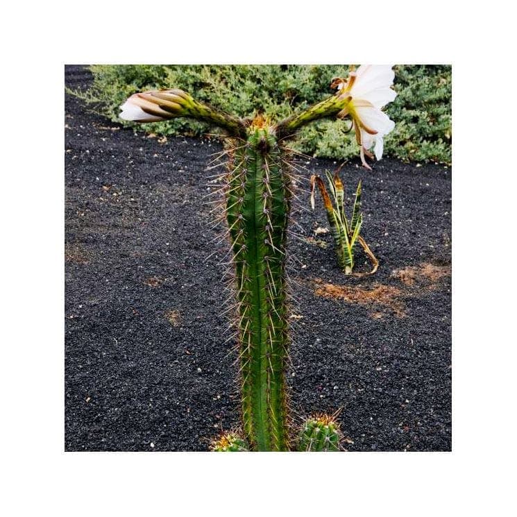 Sada na pěstování kaktusu - Bridgesii - Trichocereus bridgesii