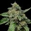 Sour Diesel – Feminized Cannabis Seeds