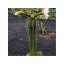 Sada na pěstování kaktusu - Bridgesii - Trichocereus bridgesii