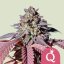 Purple Queen – Feminized Cannabis Seeds