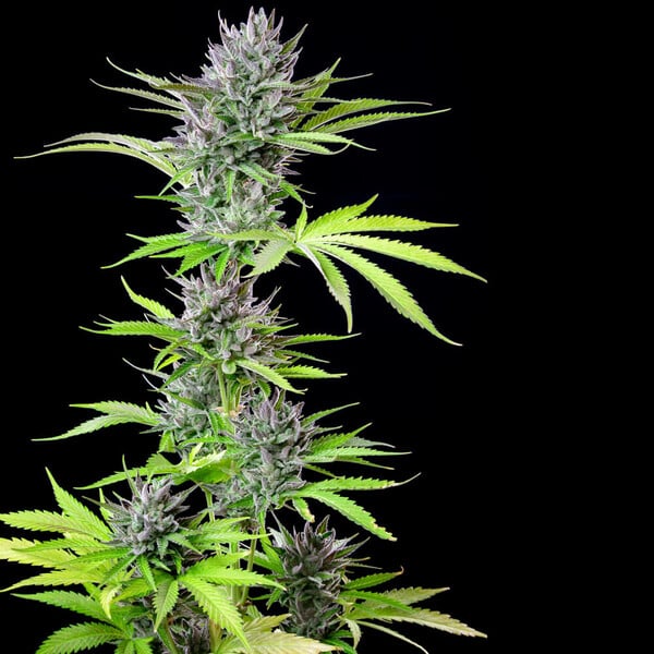Triple G – Feminized Cannabis Seeds