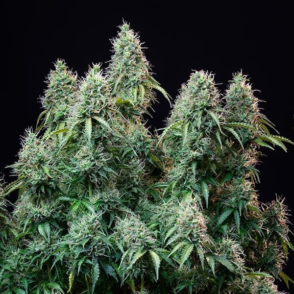 Amnesia Haze Auto – Autoflowering Cannabis Seeds