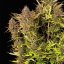 Purple Queen Auto – Autoflowering Cannabis Seeds