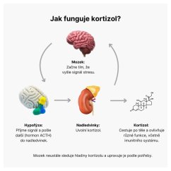 Cortisol Stress Support, komplex na zvládanie stresu - BrainMax | 60 rastlinných kapsúl