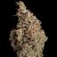 Sour Diesel – Feminized Cannabis Seeds