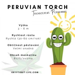 Peruvian torch - Trichocereus peruvianus - Semena - 10x