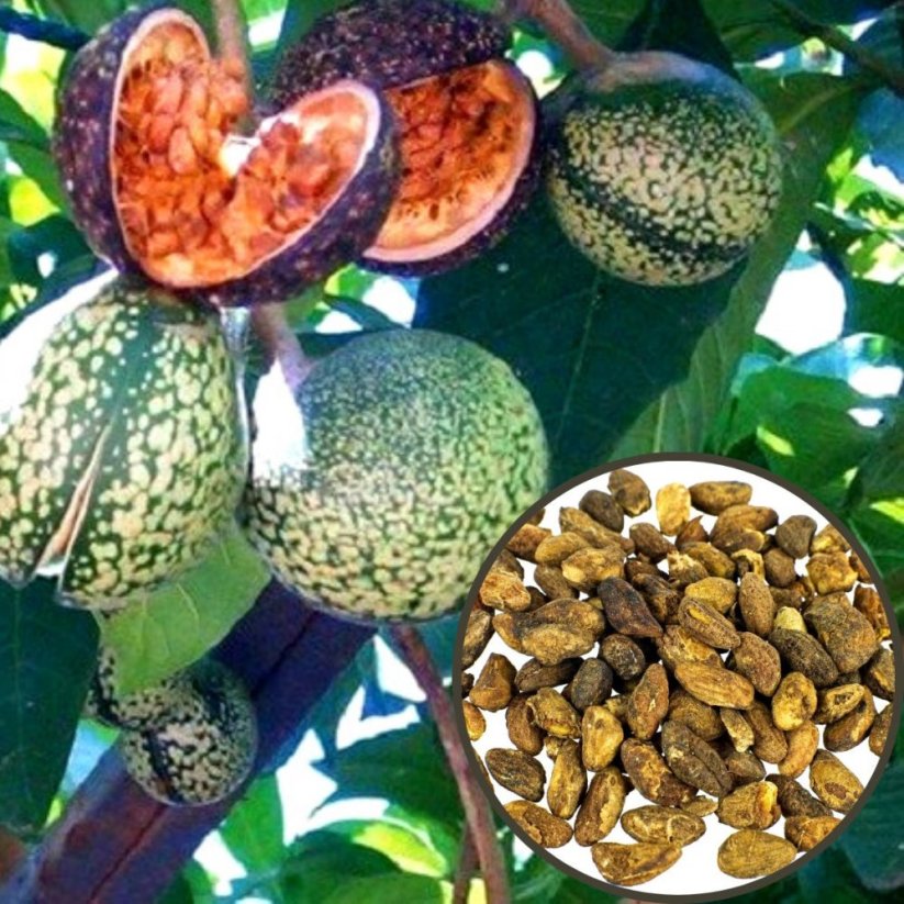 Voacanga (Voacanga africana) - graines - 5 g