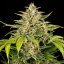 Green Gelato Auto – Autoflowering Cannabis Seeds