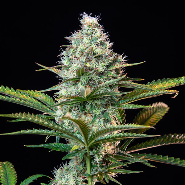 Royal Runtz – Feminizovaná cannabis semena