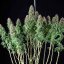 Wedding Gelato – Feminized Cannabis Seeds