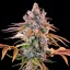 Royal Cheese (Fast Flowering) – Feminized Cannabis Seeds