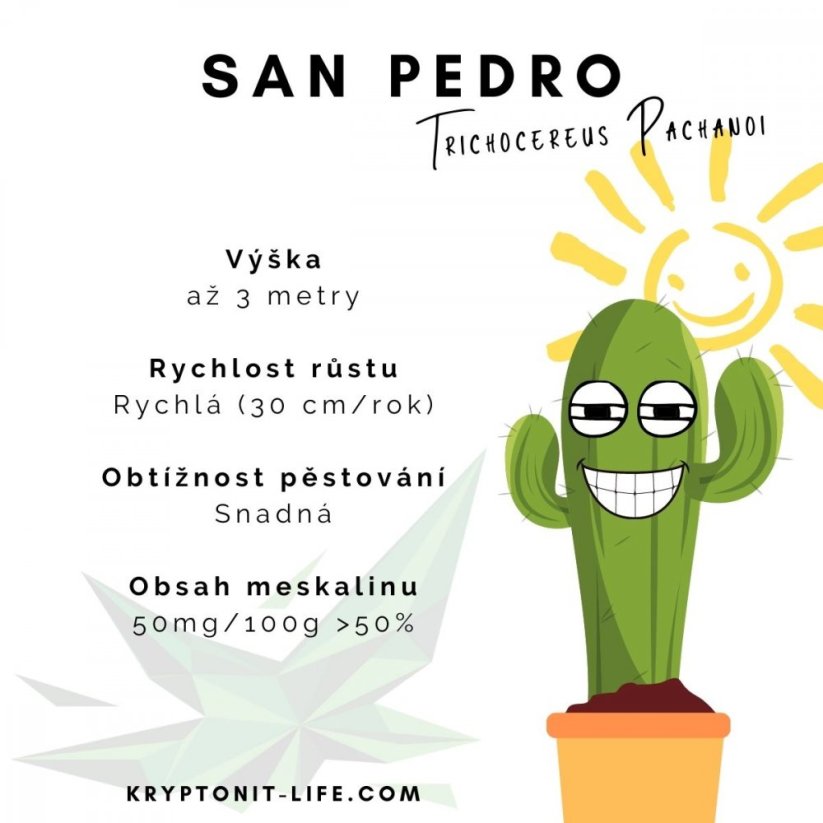San pedro - Trichocereus pachanoi - Semena - 20x