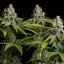 White Widow – Feminized Cannabis Seeds