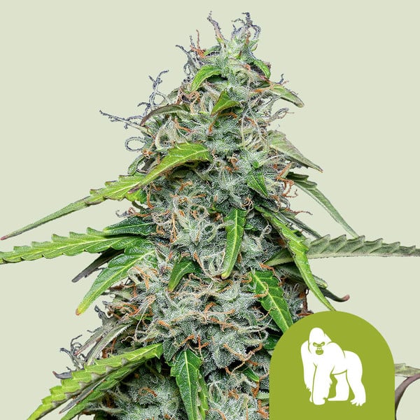 Royal Gorilla Auto – Autoflowering Cannabis Seeds