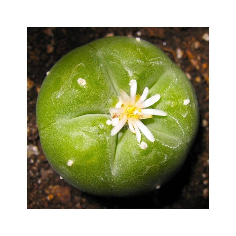 Sada na pěstování kaktusu - Peyote - Lophophora williamsii