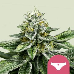 Sherbet Queen – Feminized Cannabis Seeds