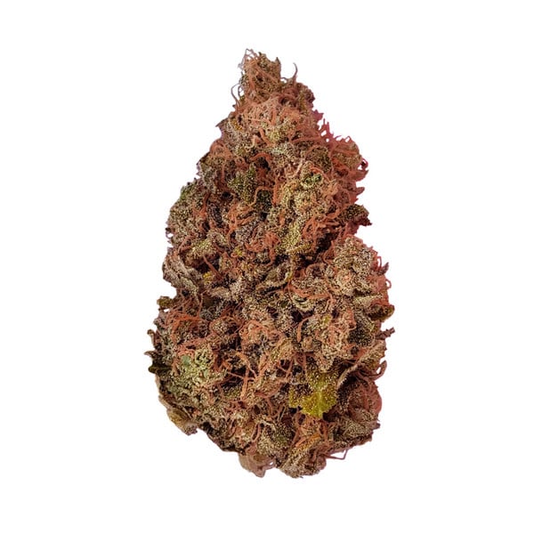 Purple Queen – Feminized Cannabis Seeds