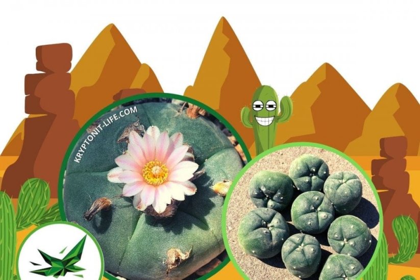 Peyote - Lophophora williamsii - Semena - 10x