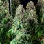 Wedding Gelato – Feminized Cannabis Seeds