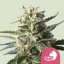 Lemon Shining Silver Haze – Feminized Cannabis Seeds