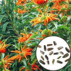 Wild dagga (Leonotis leonurus) - seeds - 20x