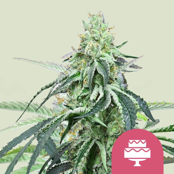 Wedding Gelato – Feminized Cannabis Seeds
