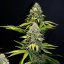 OG Kush – Feminized Cannabis Seeds