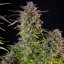 Cookies Gelato – Feminized Cannabis Seeds