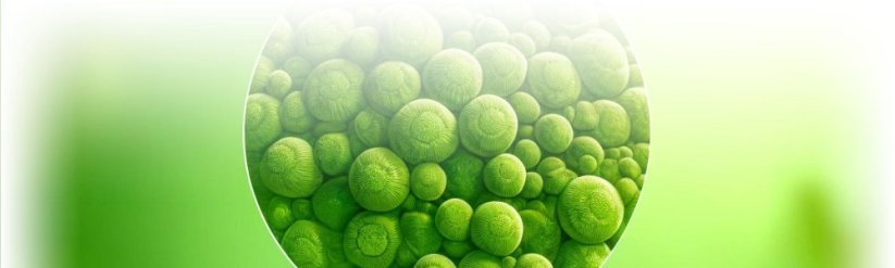 Chlorella 500 - 3000 mg | 180 Vegan Caps - Fit-Up