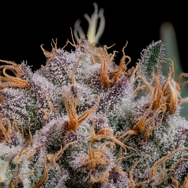 Lemon Shining Silver Haze – Feminized Cannabis Seeds