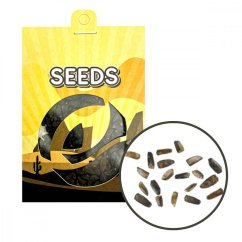 Wild dagga (Leonotis leonurus) - seeds - 20x