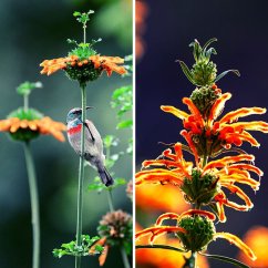 Wild dagga (Leonotis leonurus) - seeds - 10x
