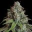 White Widow – Feminized Cannabis Seeds