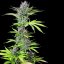 Triple G – Feminized Cannabis Seeds
