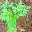 Absinthe wormwood (Artemisia absinthium) - semena - 0,25 g
