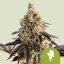 Cookies Gelato Auto – Autoflowering Cannabis Seeds