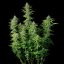 Northern Light Auto – Autoflowering Cannabis Seeds