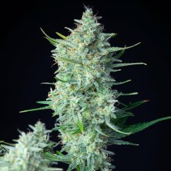Green Gelato Auto – Autoflowering Cannabis Seeds