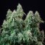Amnesia Haze Auto – Autoflowering Cannabis Seeds