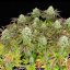 Triple G – Feminized Cannabis Seeds