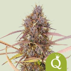Purple Queen Auto – Autoflowering Cannabis Seeds