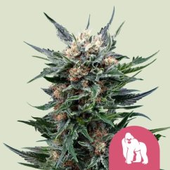 Royal Gorilla (GG4) – Feminized Cannabis Seeds