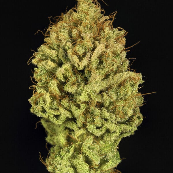 Green Gelato – Feminized Cannabis Seeds