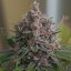 Purple Queen – Feminized Cannabis Seeds