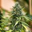 Royal Gorilla Auto – Autoflowering Cannabis Seeds